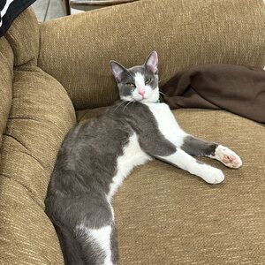 Meet your Posher, Peyton